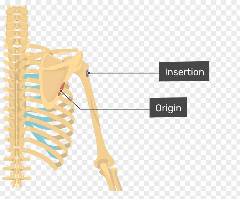 Latissimus Dorsi Muscle Teres Major Minor Origin And Insertion Anatomy PNG