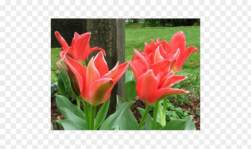 Tulip Petal Annual Plant PNG