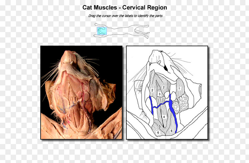 Cat Anatomy Finger Muscle Neck PNG