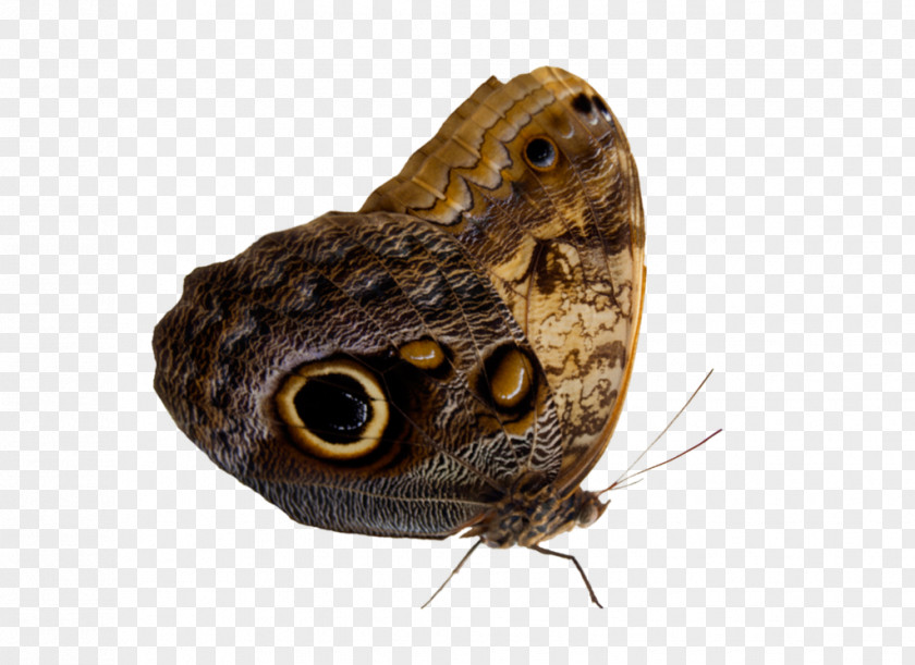 Cut Butterfly Perth Moth Insect PNG