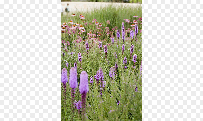 English Lavender French Subshrub Hyssopus Prairie PNG