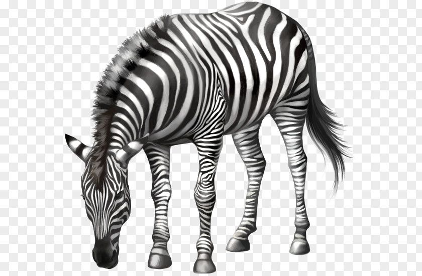 Horse Zebra Stock Photography PNG