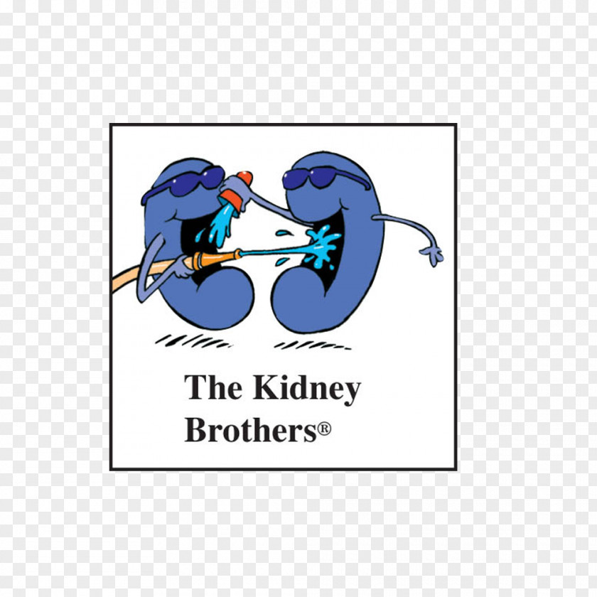 Kidney Drinking Water Body PNG