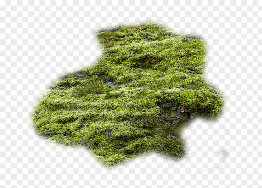 Texture Mapping Bryophyte PNG
