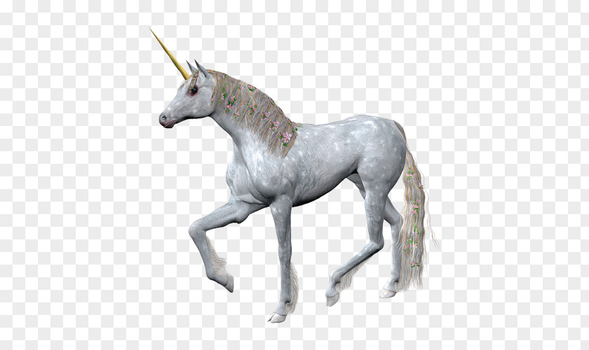 Unicorn Horse Horn Image PNG