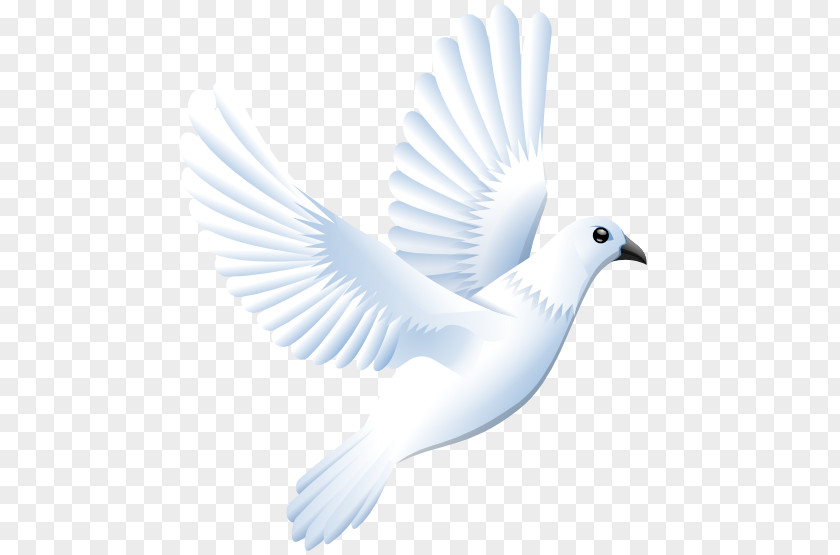 Dove Vector Columbidae Clip Art PNG