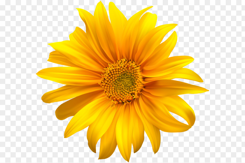 Flowers Yellow Stock Photography Common Sunflower Mexican PNG