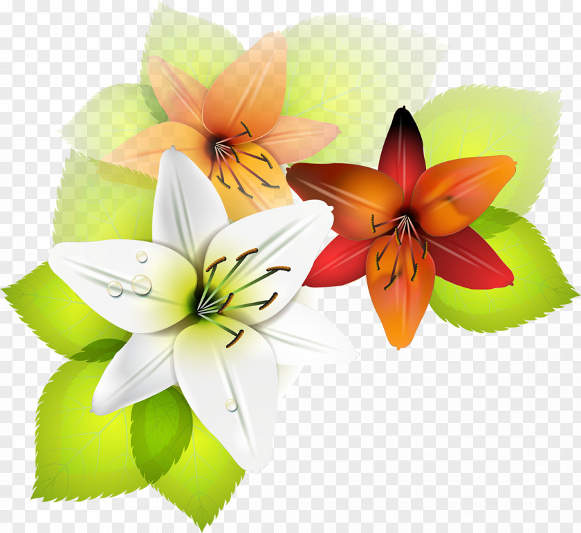 Lily Photography PNG