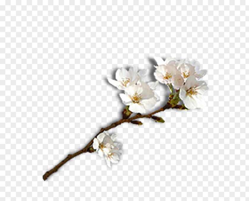 Plum Flower Laiwu Sushi Gari Ginger Blossom PNG