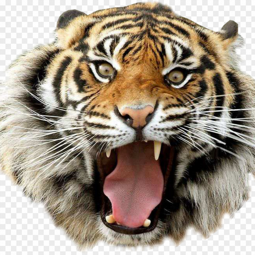 Cat Desktop Wallpaper Clip Art Bengal Tiger Golden PNG