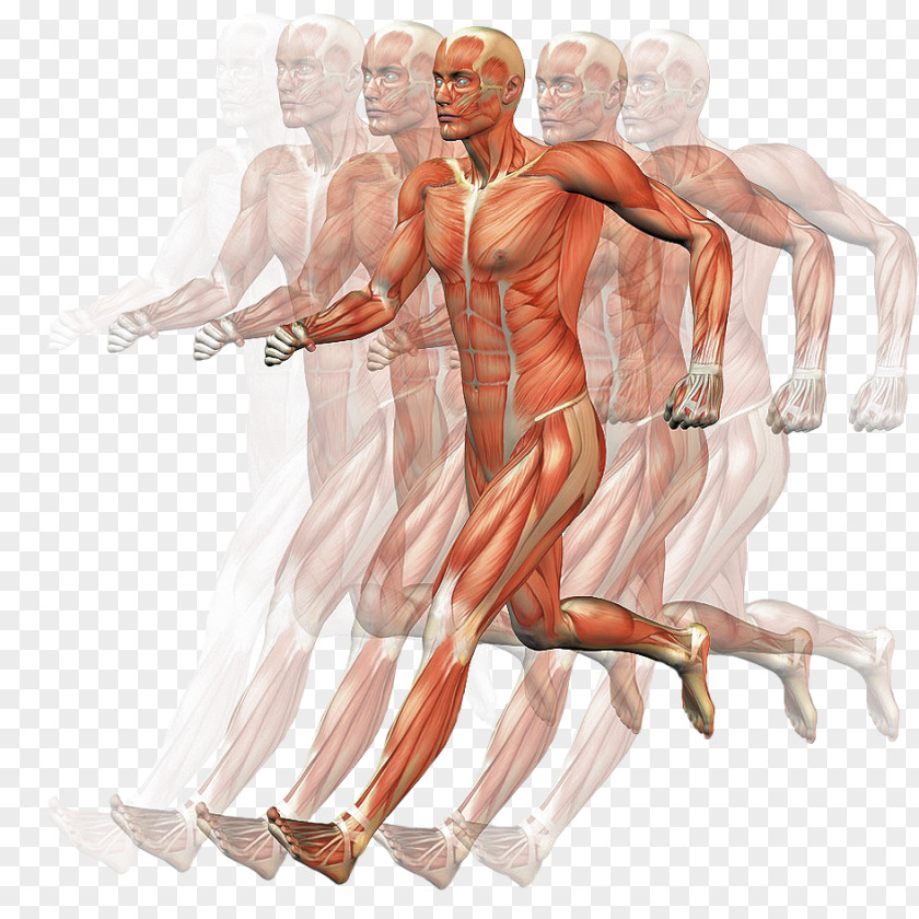 Hand Homo Sapiens Muscle Human Body Motion Anatomy PNG