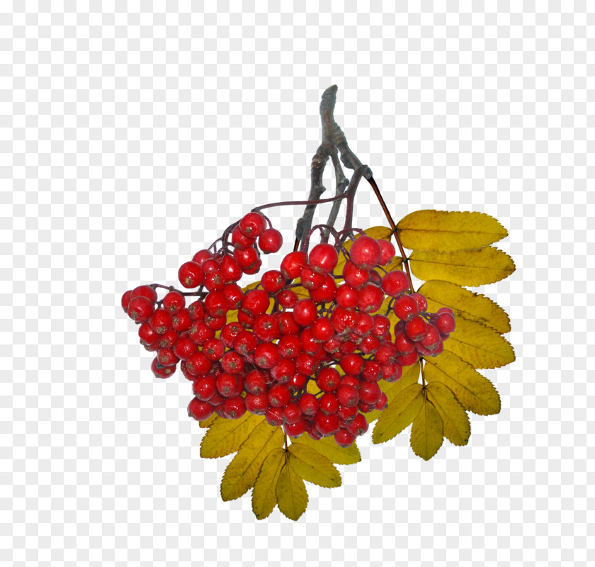 Lantana Malus Family Tree Background PNG