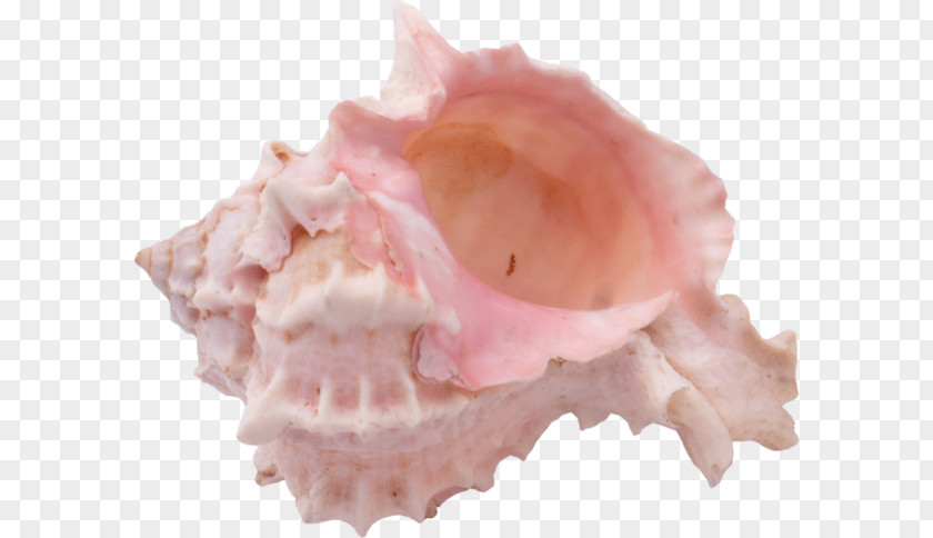 Pink Snail Seashell Mollusc Shell PNG