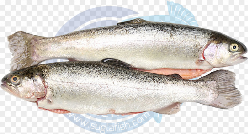 Sardine Fish Products Coho Salmon Capelin Oily PNG