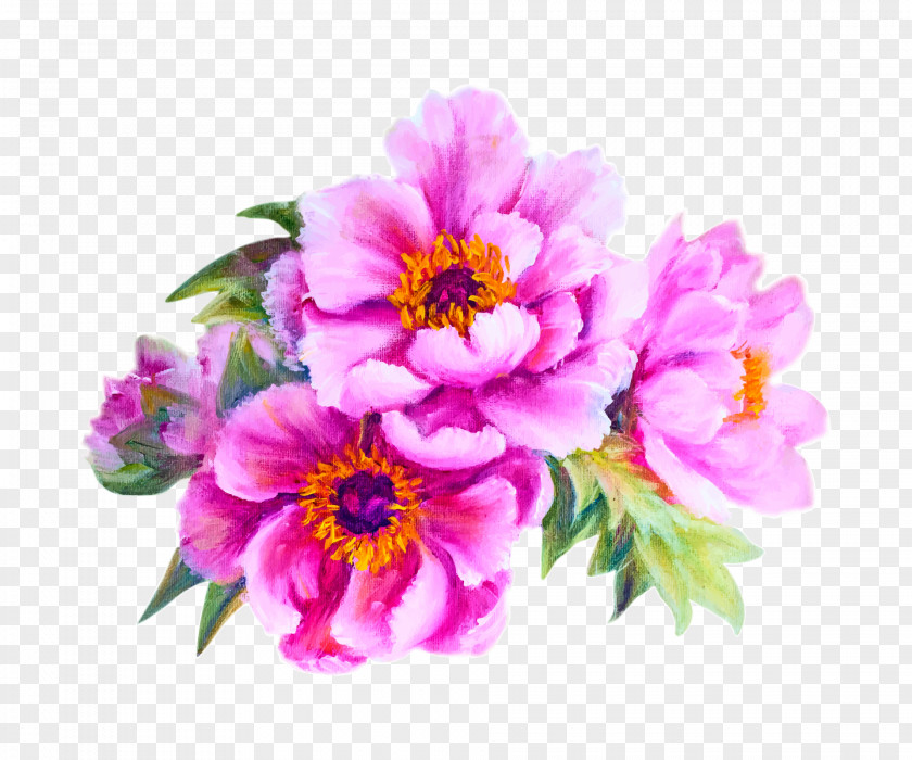 Vector Peony Flower Stock Photography Illustration PNG