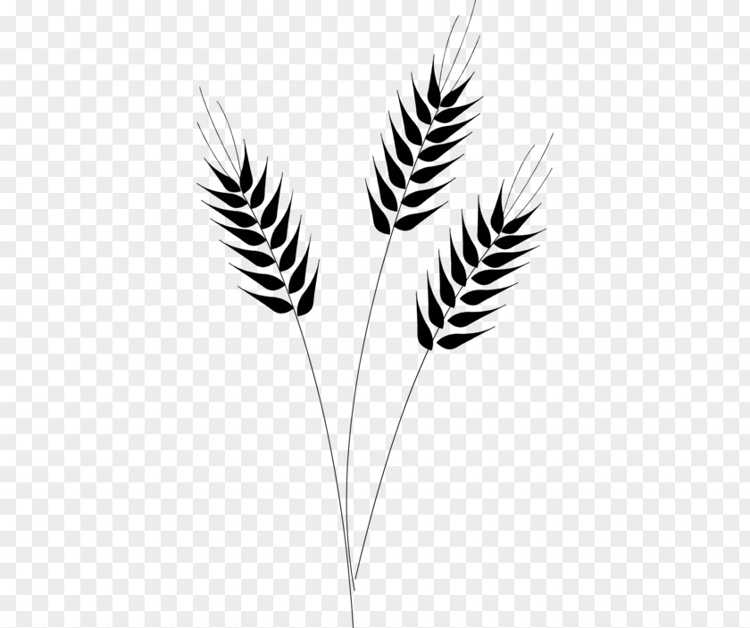 WHEAT CROP Cereal Grain Common Wheat Clip Art PNG