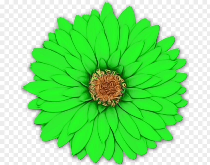 Flowering Plant Petal Green Flower Leaf Zinnia PNG