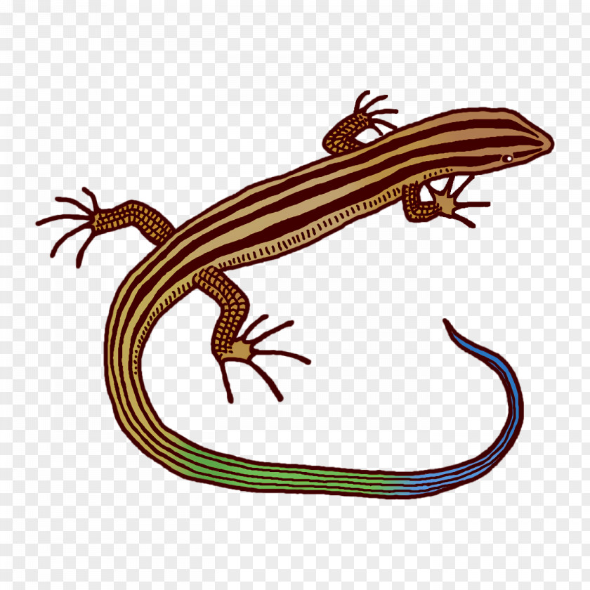 Lizard Amphibians Biology Science PNG