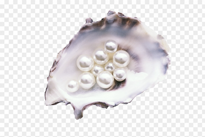 Pearl Seashells Oyster Gemstone Mussel Jewellery PNG