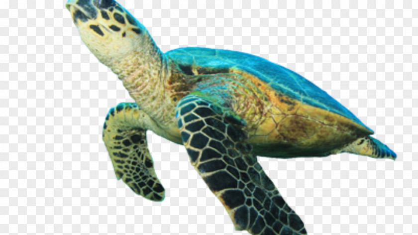 Turtle Green Sea Hawksbill Clip Art PNG