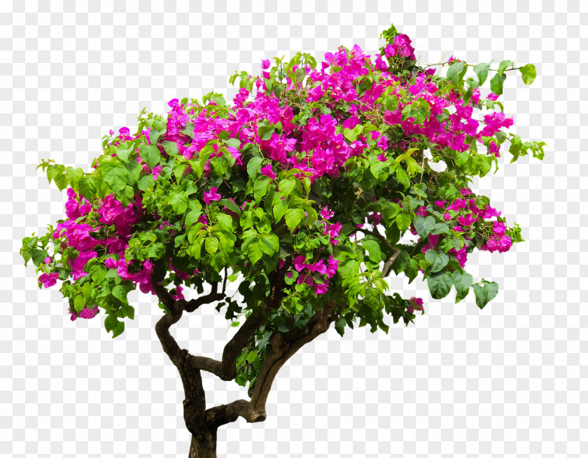 Bougainvillea Glabra Image Stock.xchng Vector Graphics PNG