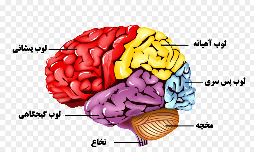 Brain Human Nervous System Body Anatomy PNG