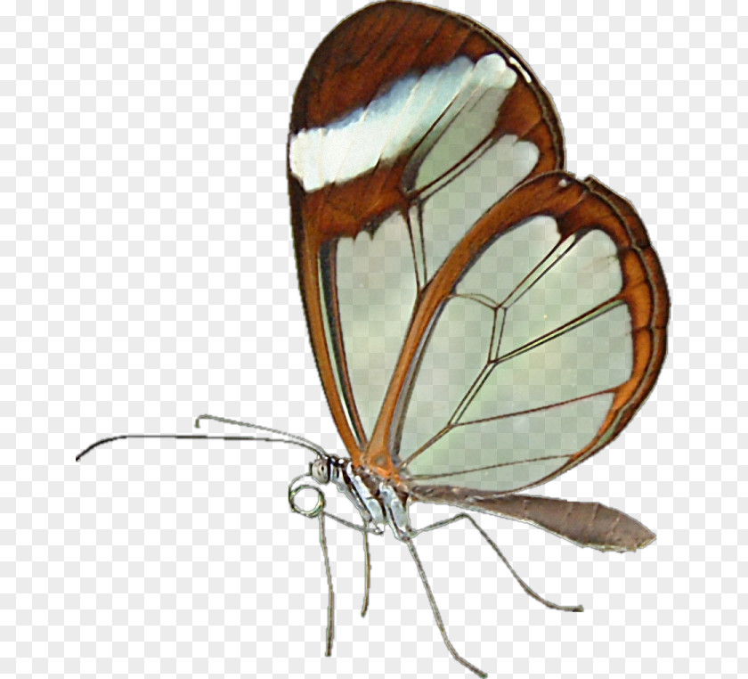 Dragonfly Monarch Butterfly Idea Pinnwand No PNG