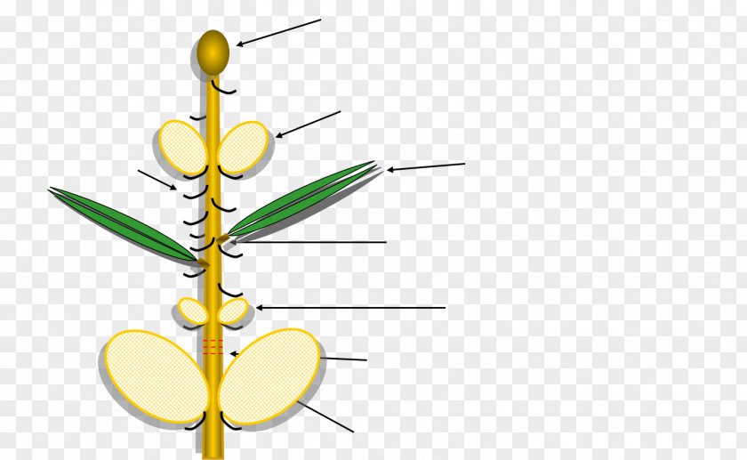 Leaf Plant Stem Flowering Clip Art PNG