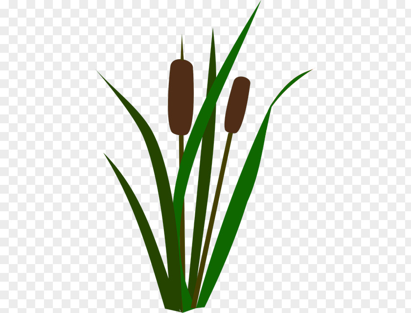 Plant Stem Grass Flower Leaf Tulip PNG