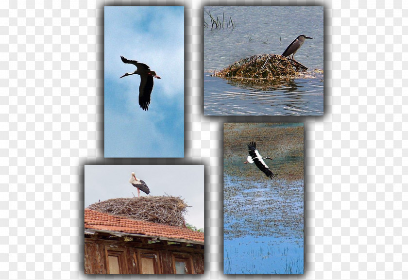 Bird Ecosystem Fauna Water Wildlife PNG