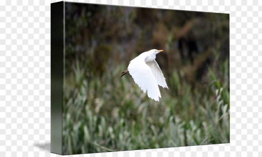 Egret Poster Design Stock Photography Cattle PNG