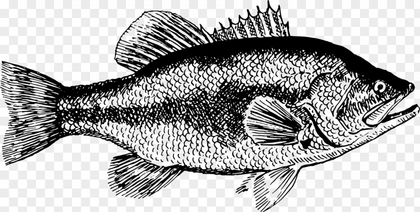 Perch Rayfinned Fish Fishing Cartoon PNG