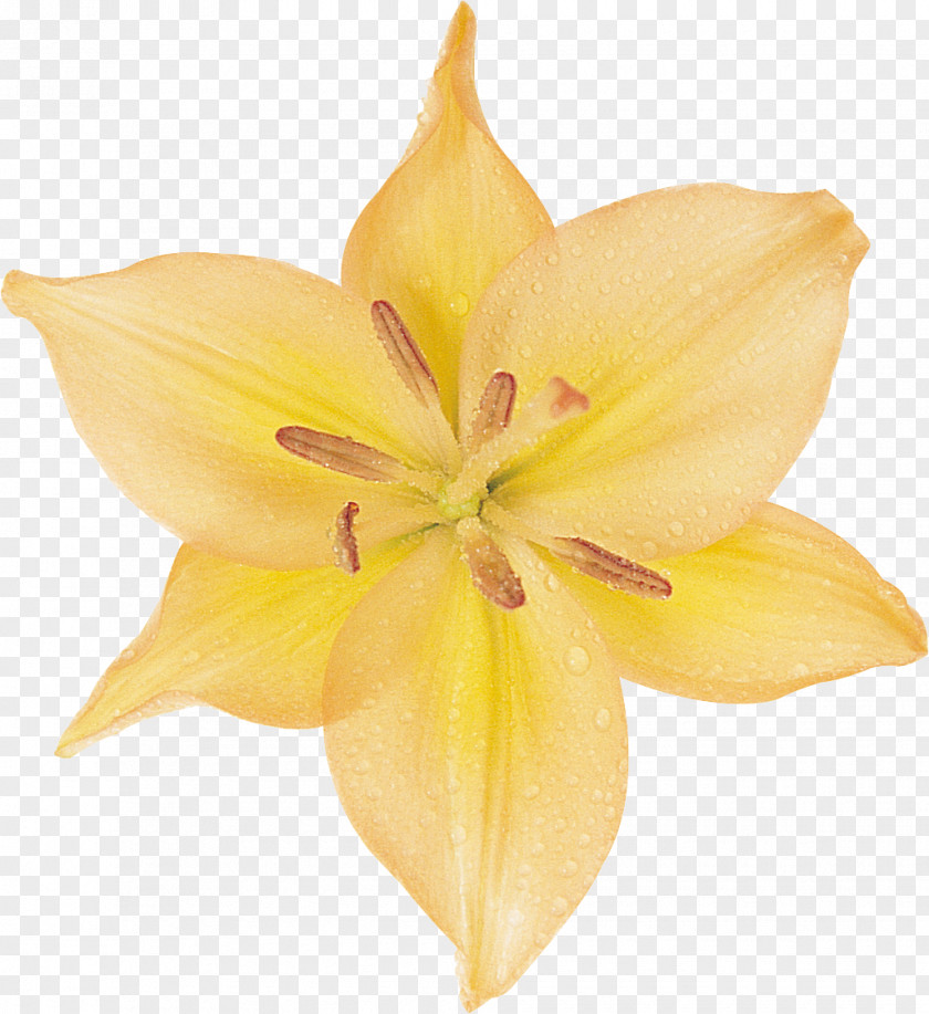 Amaryllis Cut Flowers Petal Daylily Close-up PNG