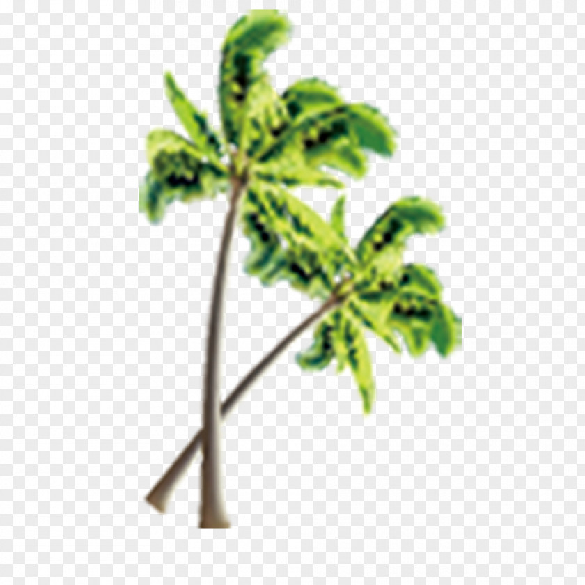 Beach Coconut Tree PNG