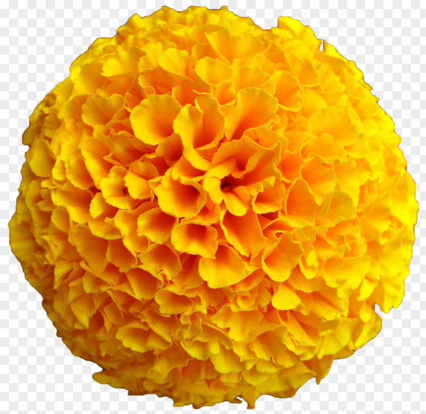 Big Flower Marigold Mexican Yellow Seed Calendula Officinalis PNG