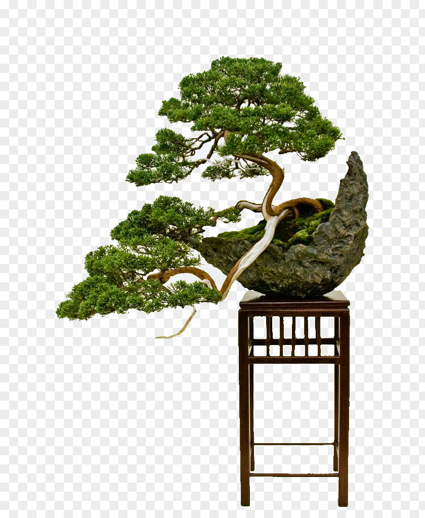Bonsai Pictogram National Foundation Indoor Styles Tree PNG