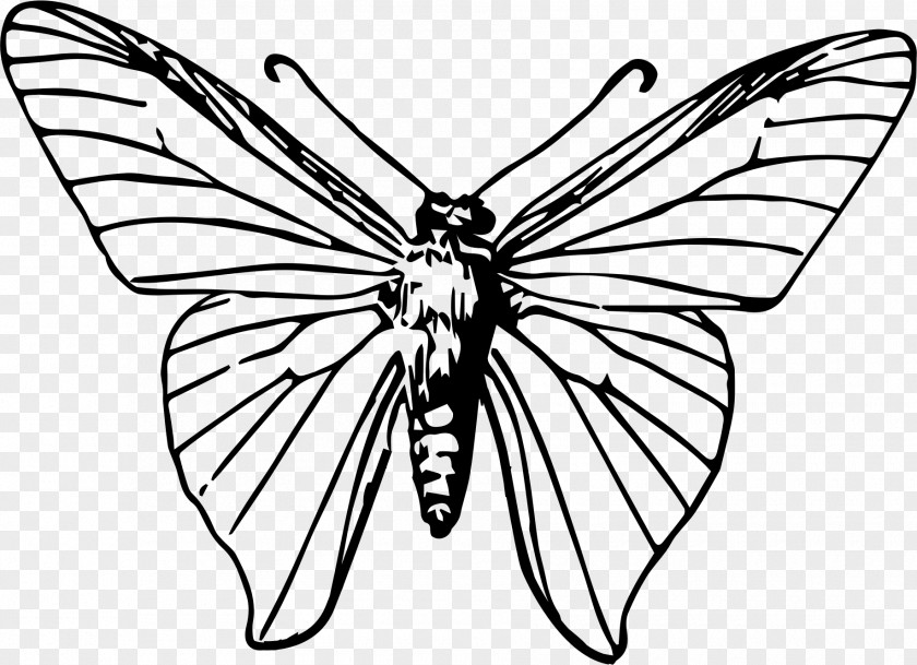 Butterfly Insect Clip Art PNG