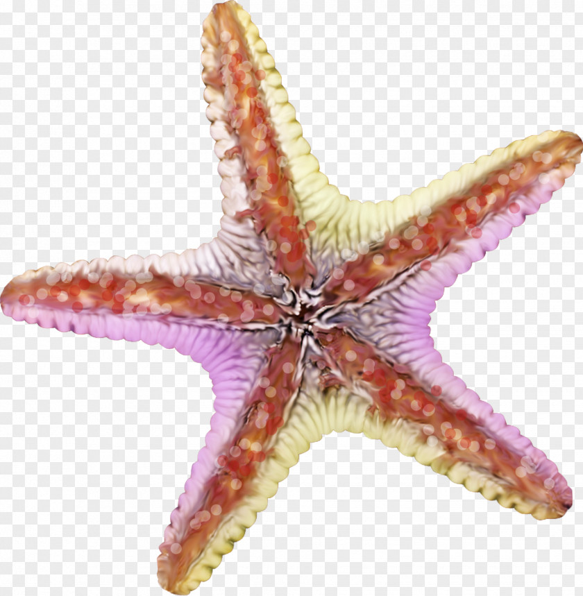 Colored Starfish Clip Art PNG