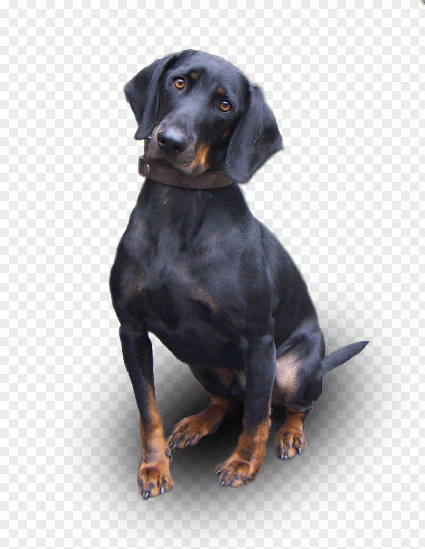 Dogs Austrian Black And Tan Hound Coonhound Tyrolean Styrian Coarse-haired Polish PNG