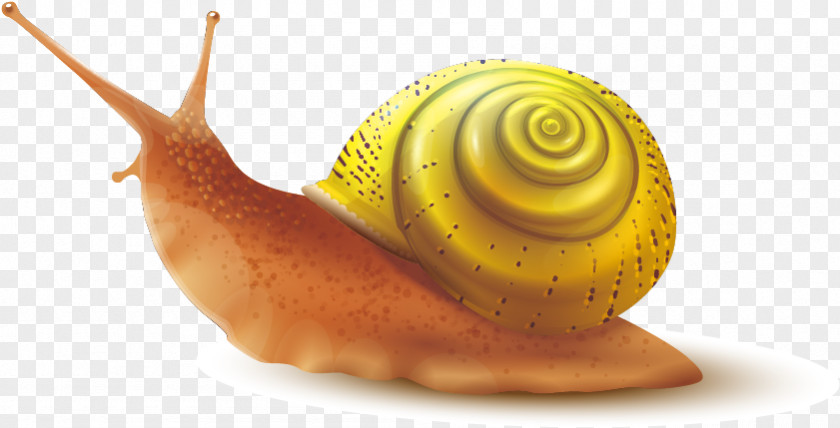 Macro Photography Shell Snail Cartoon PNG