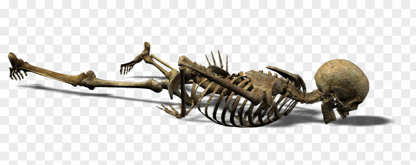 Skeleton Human Skull Endoskeleton Exoskeleton PNG
