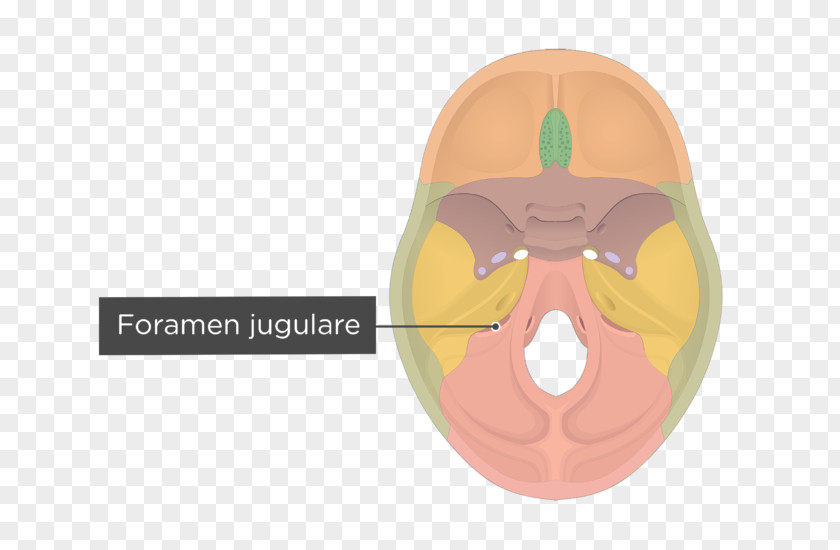 Skull Occipital Bone Hypoglossal Canal Internal Protuberance PNG