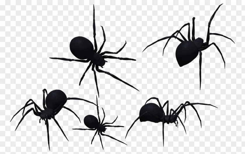 Spider Spider-Man Southern Black Widow Redback Clip Art PNG