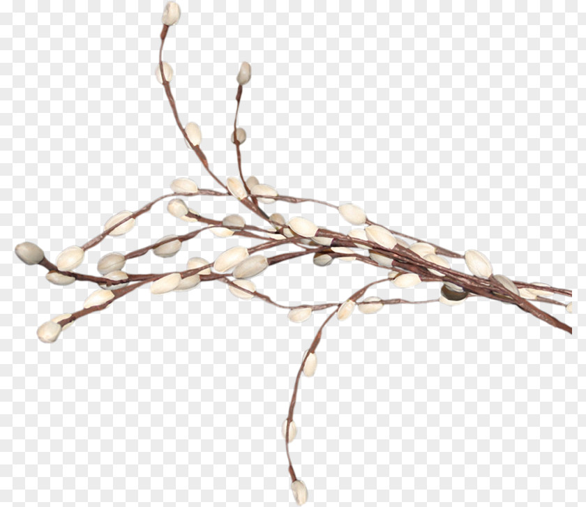 Willow Tree Digital Image Weeping Clip Art PNG