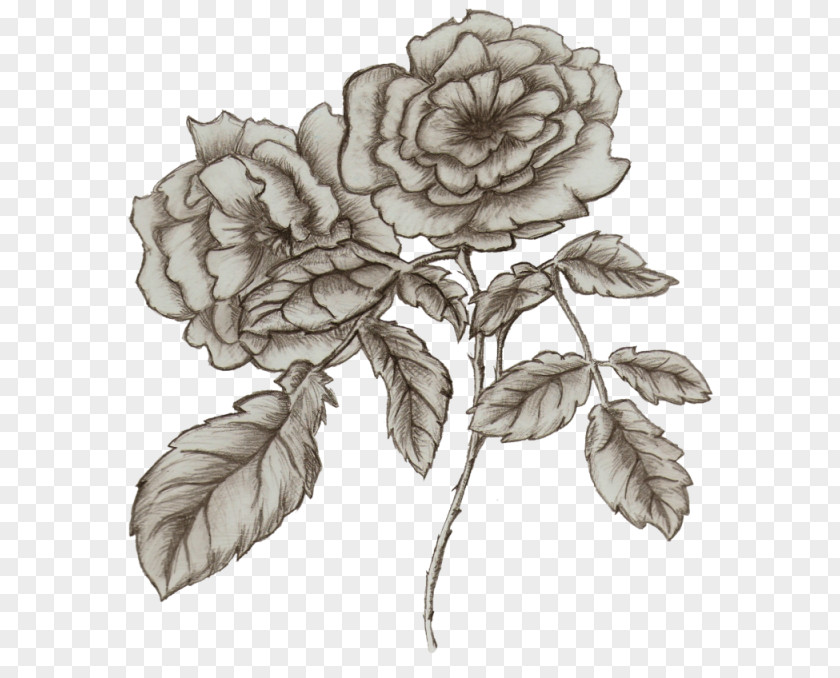 Bedsheet Drawing Flower /m/02csf Garden Roses Betty Boop PNG