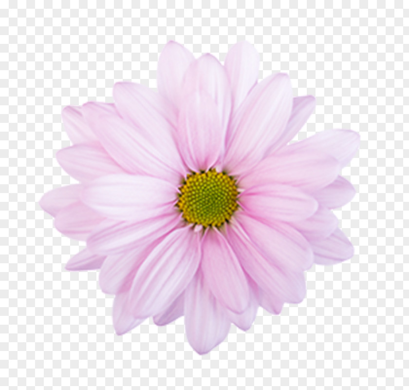 Flower Stock Photography PNG