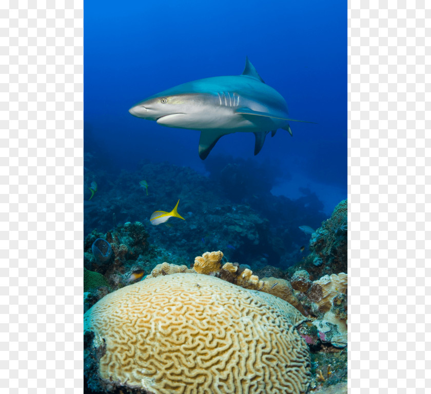 Shark Coral Reef Fish Brain PNG