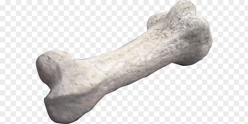 Dinosaur Apatosaurus Bones Fossil PNG