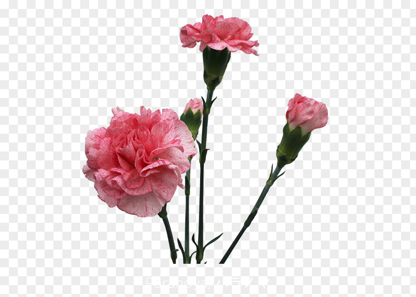 Flower Garden Roses Carnation Cut Flowers Cabbage Rose PNG