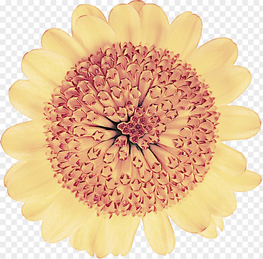 Gerbera Flower Yellow Petal Cut Flowers PNG